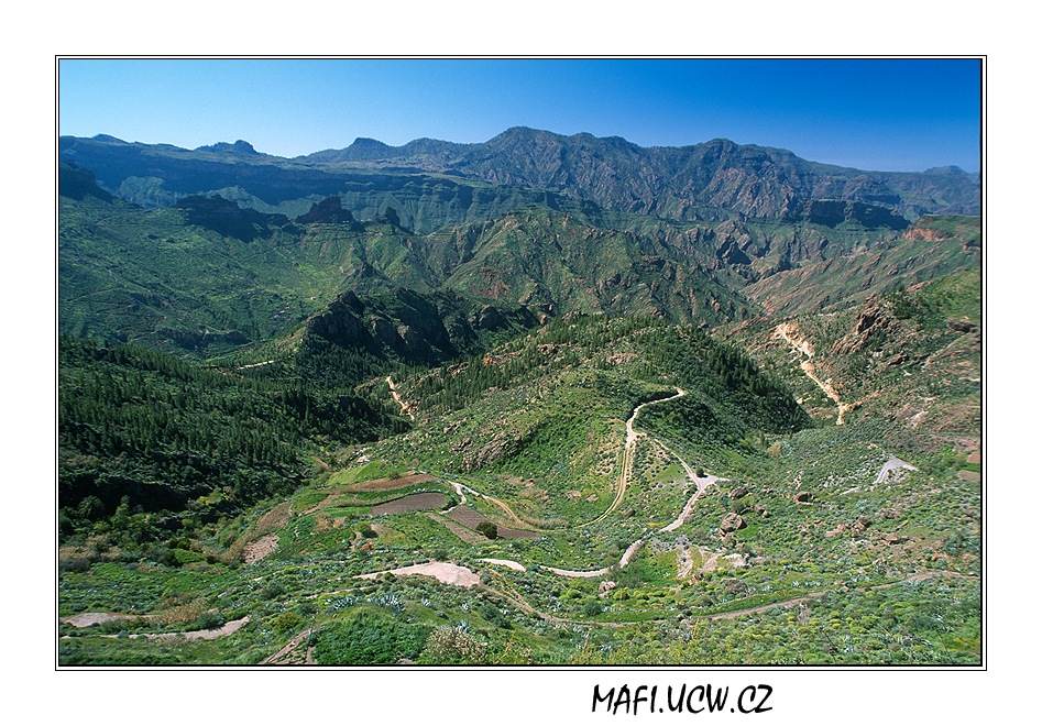 canaria06_02_06 .jpg